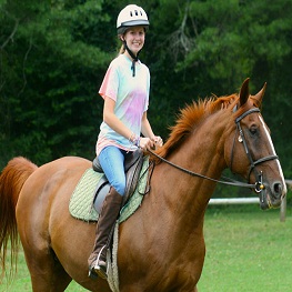 Horses on rent